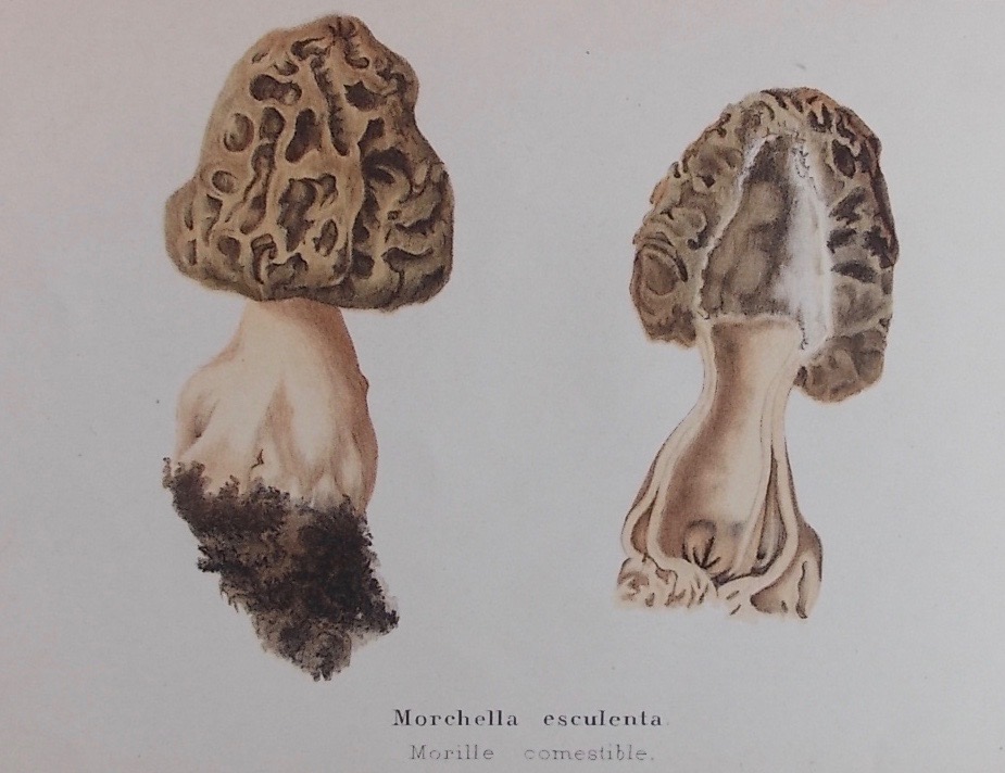 FAVRE-GUILLARMOD (Louis) Les champignons comestibles du canton de Neuchâtel, et les espèces vénéneuses avec lesquelles ils pourraient être confondus. Neuchâtel, Imprimerie de Charles Leidecker, 1861. – Image 5