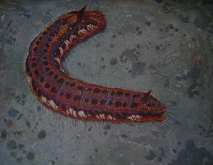 ROBERT (Paul-A.) Les chenilles de Léo-Paul Robert. Neuchâtel, Delachaux & Niestlé, 1931. – Image 2