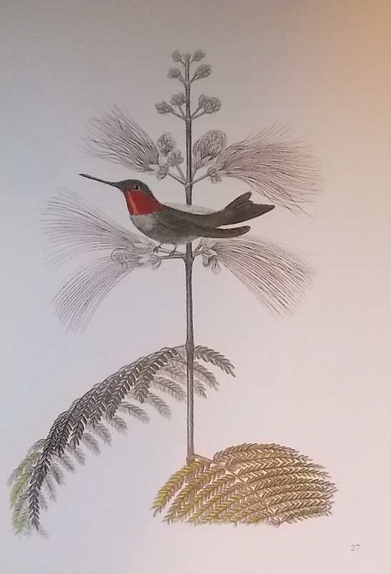 SCHLUP (Michel) et al. Grands livres d'oiseaux illustrés de la Renaissance au XIXe siècle. Neuchâtel, BPU (coll. Patrimoine de la Bibliothèque Publique et Universitaire n° 2), 1999. – Image 2