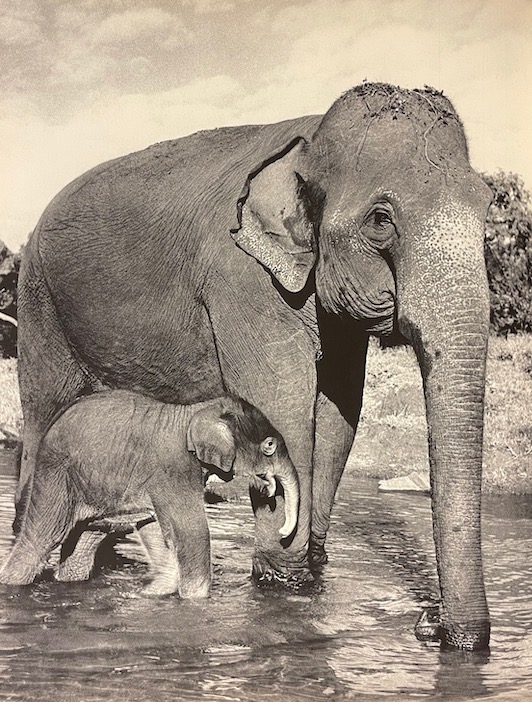 YLLA / MASSY (Frédéric) Mères et petits. Lausanne, Clairefontaine, (1958). – Image 3