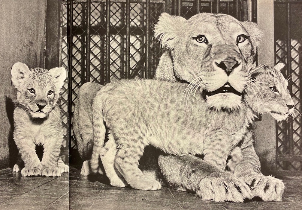 YLLA / MASSY (Frédéric) Mères et petits. Lausanne, Clairefontaine, (1958). – Image 4