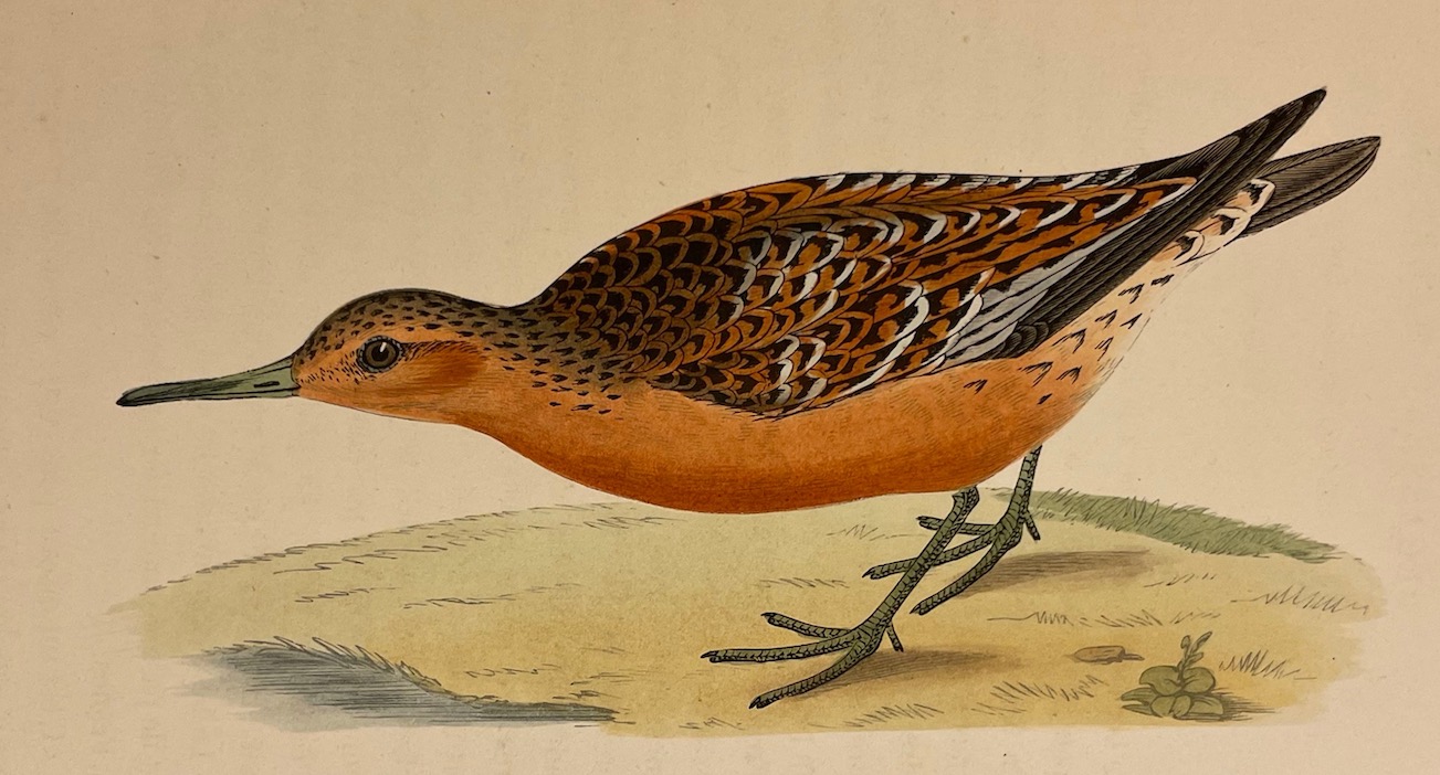 CHENU (Jean Charles) Ornithologie du chasseur. Histoire naturelle - Moeurs - Habitudes - Chasse des oiseaux de plaine, de bois et de marais. Paris, Rothschild, 1870. – Image 2