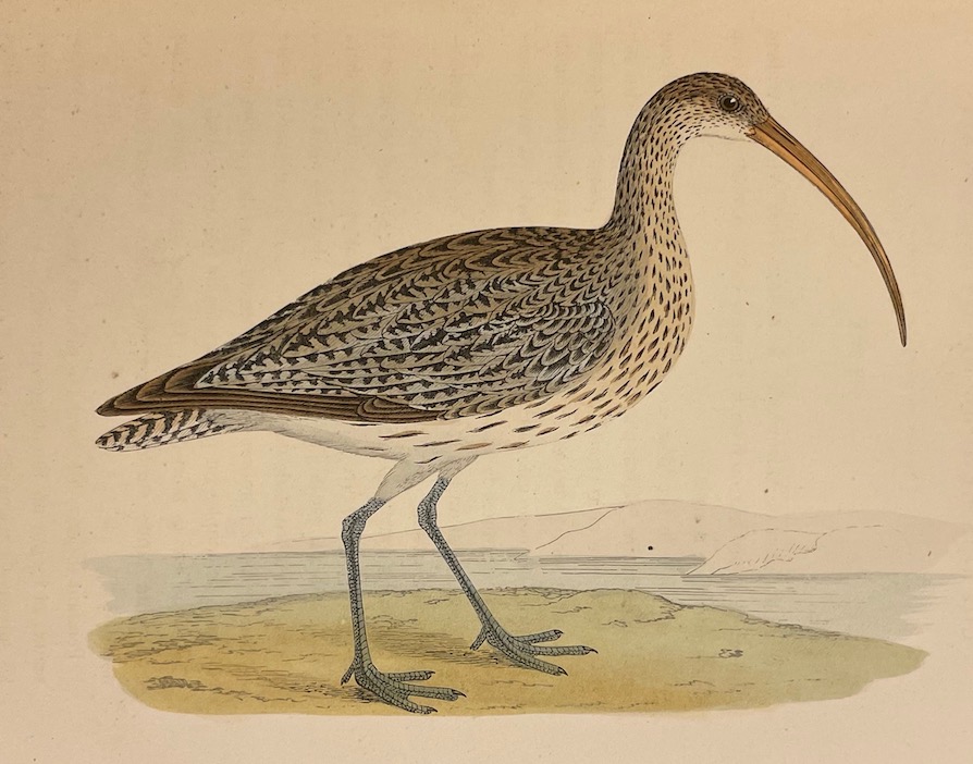 CHENU (Jean Charles) Ornithologie du chasseur. Histoire naturelle - Moeurs - Habitudes - Chasse des oiseaux de plaine, de bois et de marais. Paris, Rothschild, 1870. – Image 4