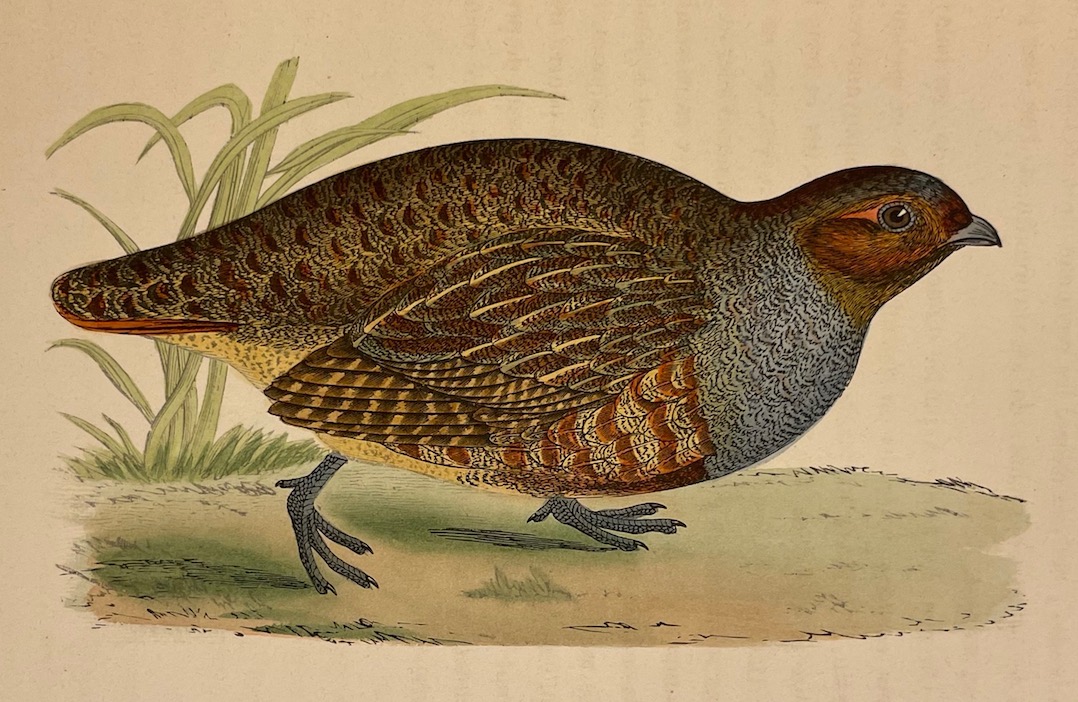 CHENU (Jean Charles) Ornithologie du chasseur. Histoire naturelle - Moeurs - Habitudes - Chasse des oiseaux de plaine, de bois et de marais. Paris, Rothschild, 1870. – Image 5