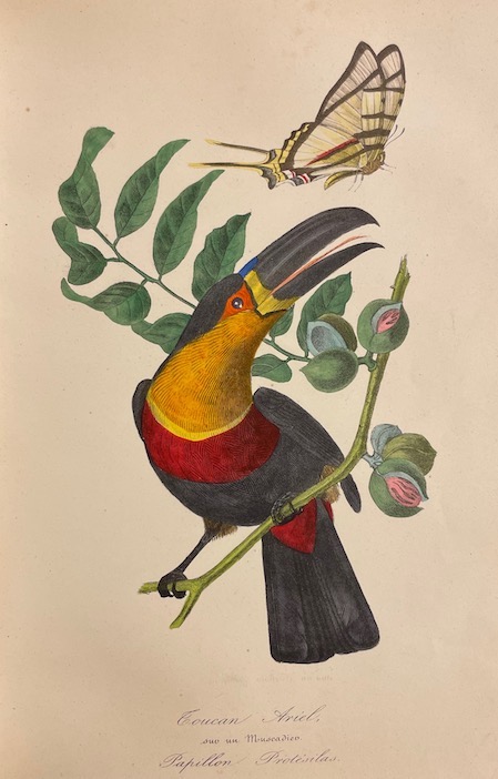 BERNARD (P.) - COUAILHAC (L.) et al. Le jardin des plantes. Paris, Léon Curmer, 1842-1843. – Image 3