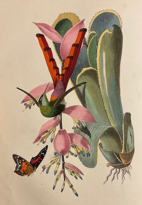 BERNARD (P.) - COUAILHAC (L.) et al. Le jardin des plantes. Paris, Léon Curmer, 1842-1843. – Image 4