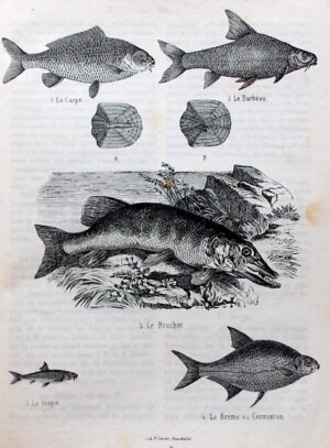 ALMANACH Almanach de la République et Canton de Neuchatel. 1857 (1ère année) jusqu'à 1872. Ens 16 fascicules. Neuchâtel, Charles Leidecker, 1857 -1872.