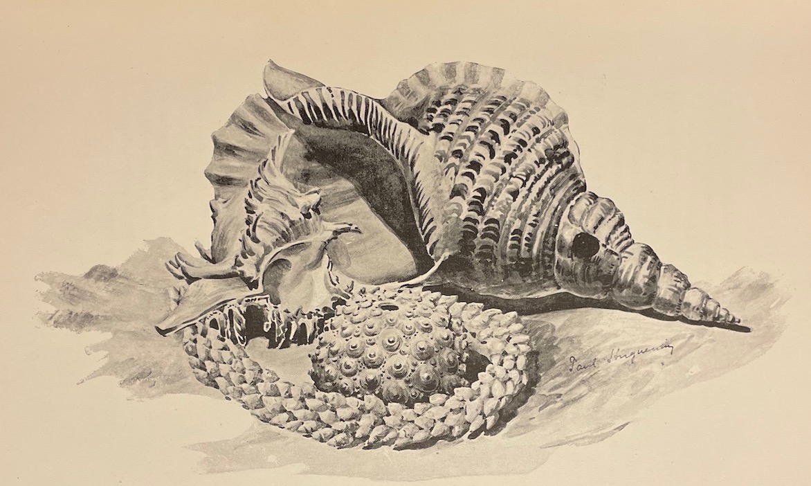 HUGUENIN (Paul) Raiatea la sacrée. Iles sous le vent de Tahiti (Océanie française). Neuchâtel, Paul Attinger, 1902. – Image 4