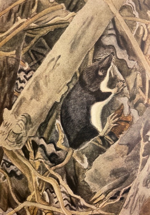 HAINARD (Robert) Mammifères sauvages d'Europe. Volume I: Insectivores, chéiroptères, carnivores. Volume II: Pinnipèdes, ongulés, rongeurs, cétacés. Neuchâtel, Delachaux & Niestlé, 1948-1949. – Image 3