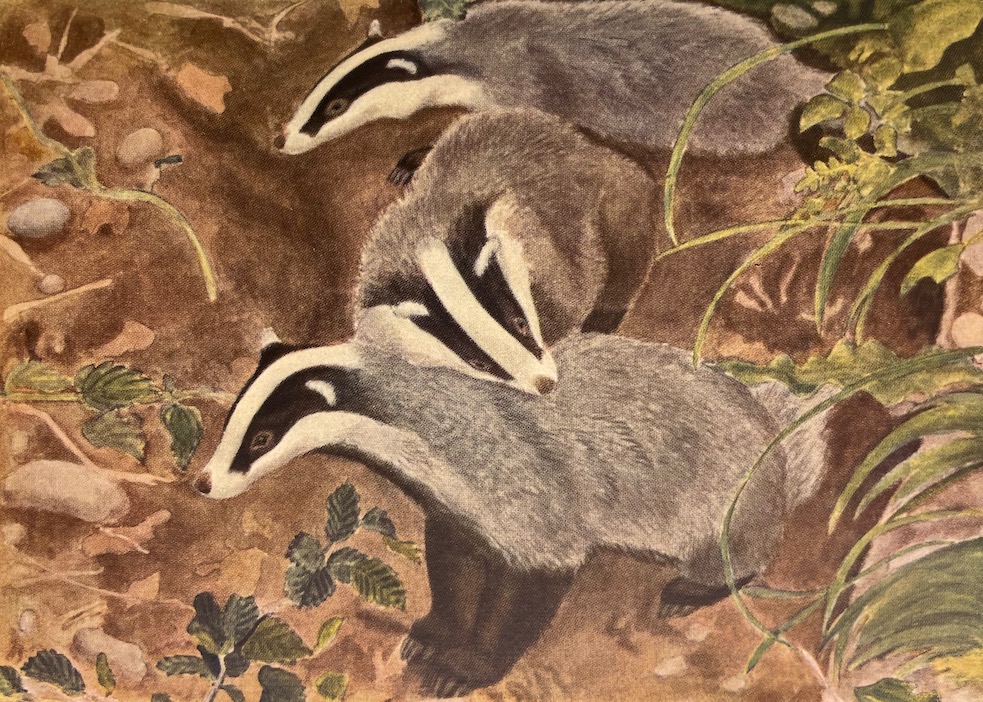 HAINARD (Robert) Mammifères sauvages d'Europe. Volume I: Insectivores, chéiroptères, carnivores. Volume II: Pinnipèdes, ongulés, rongeurs, cétacés. Neuchâtel, Delachaux & Niestlé, 1948-1949. – Image 4