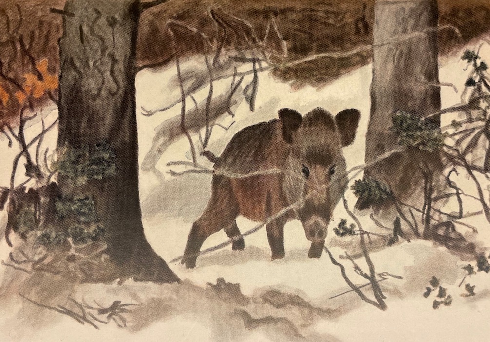 HAINARD (Robert) Mammifères sauvages d'Europe. Volume I: Insectivores, chéiroptères, carnivores. Volume II: Pinnipèdes, ongulés, rongeurs, cétacés. Neuchâtel, Delachaux & Niestlé, 1948-1949. – Image 5