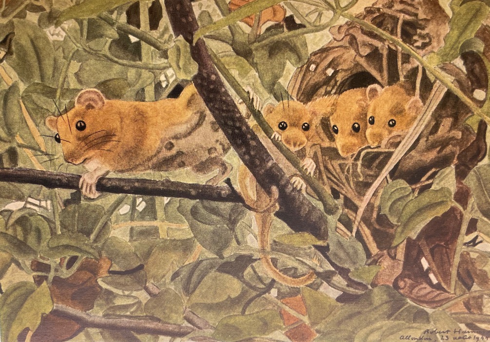 HAINARD (Robert) Mammifères sauvages d'Europe. Volume I: Insectivores, chéiroptères, carnivores. Volume II: Pinnipèdes, ongulés, rongeurs, cétacés. Neuchâtel, Delachaux & Niestlé, 1948-1949. – Image 6