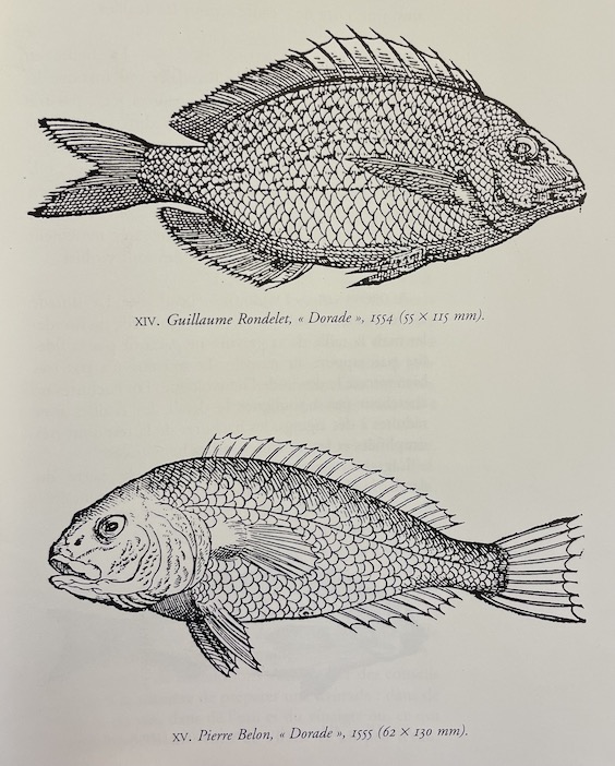 KOLB (Katharina) Graveurs, artistes et hommes de science. Essai sur les Traités de Poissons de la Renaissance. Paris, Editions des Cendres - Institut d'Etude du Livre, 1996. – Image 2