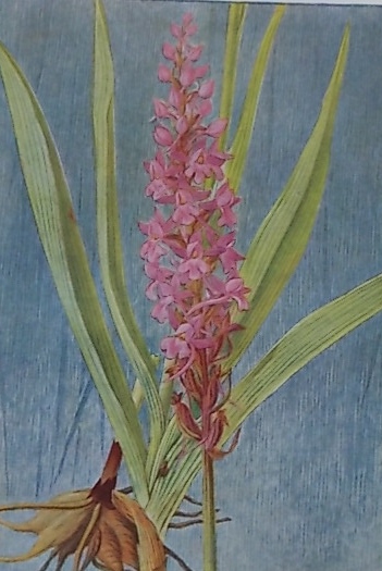 CORREVON (Henry) Fleurs des champs et des bois. Neuchâtel, Delachaux & Niestlé, 1922. – Image 2