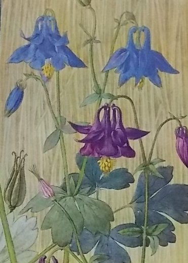 CORREVON (Henry) Fleurs des champs et des bois. Neuchâtel, Delachaux & Niestlé, 1922. – Image 3