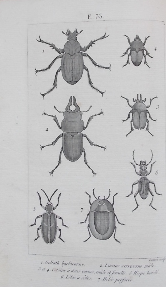 COLLECTIF Nouveau dictionnaire d'histoire naturelle, appliquée aux arts, à l'agriculture, à l'économie rurale et domestique. à la médecine, etc... par une société de naturalistes et d'agriculteurs. Paris, Deterville, 1816-1819. – Image 3