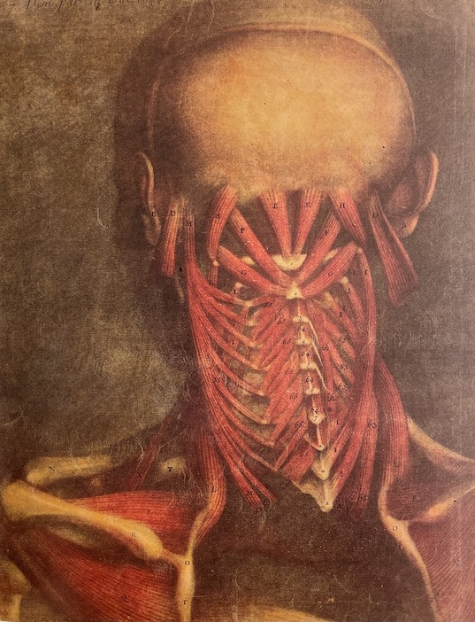 MONTMOLLIN (Dominique de ) et al. L'illustration anatomique de la renaissance au siècle des Lumières. Neuchâtel, BPU (coll. "Patrimoine de la Bibliothèque Publique et Universitaire n° 1"), 1998. – Image 3