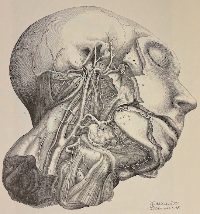 MONTMOLLIN (Dominique de ) et al. L'illustration anatomique de la renaissance au siècle des Lumières. Neuchâtel, BPU (coll. "Patrimoine de la Bibliothèque Publique et Universitaire n° 1"), 1998. – Image 4