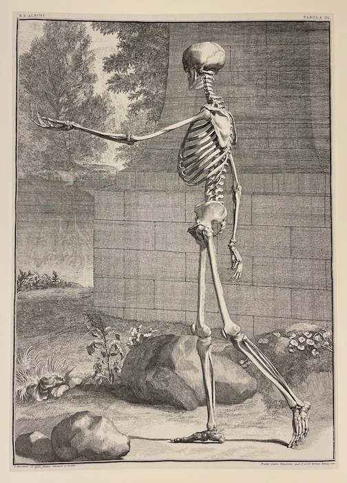MONTMOLLIN (Dominique de ) et al. L'illustration anatomique de la renaissance au siècle des Lumières. Neuchâtel, BPU (coll. "Patrimoine de la Bibliothèque Publique et Universitaire n° 1"), 1998. – Image 5