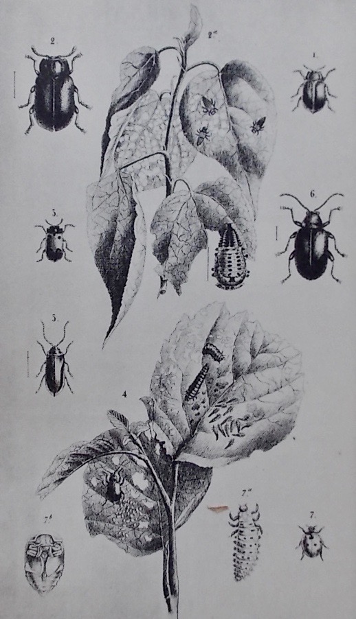 HENRY (Edmond) Atlas d'entomologie forestière. Paris et Nancy, Berger-Levrault et Cie, 1892. – Image 3
