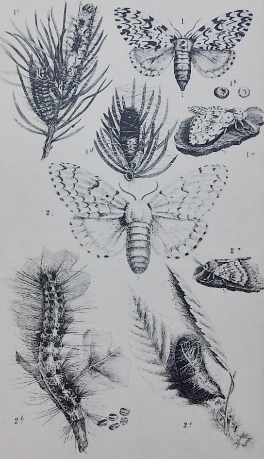 HENRY (Edmond) Atlas d'entomologie forestière. Paris et Nancy, Berger-Levrault et Cie, 1892. – Image 4