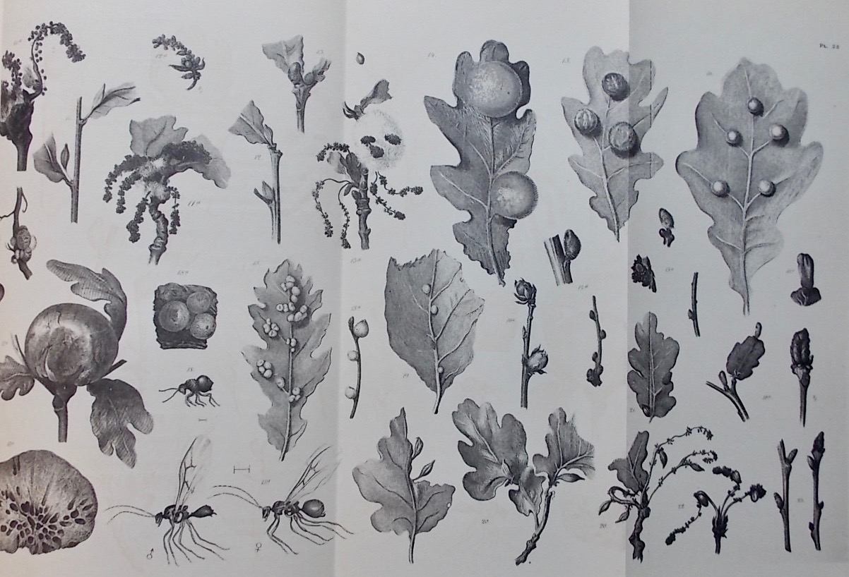 HENRY (Edmond) Atlas d'entomologie forestière. Paris et Nancy, Berger-Levrault et Cie, 1892. – Image 5