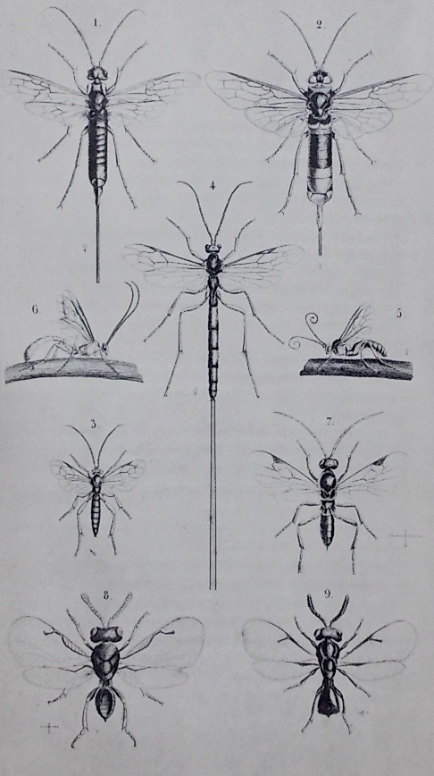 HENRY (Edmond) Atlas d'entomologie forestière. Paris et Nancy, Berger-Levrault et Cie, 1892. – Image 6