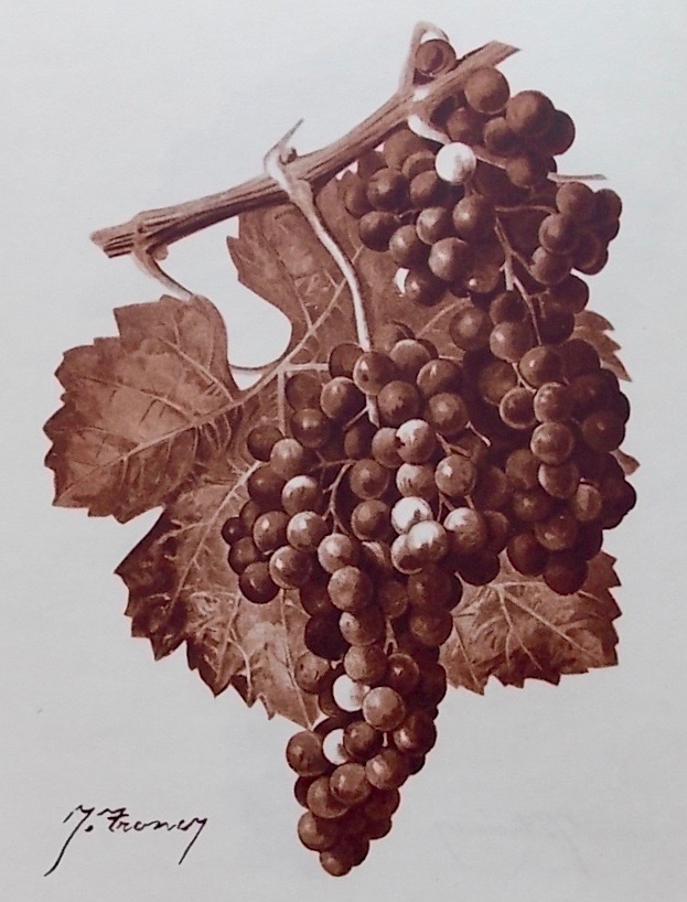 LAFFORGUE (Germain) Le vignoble girondin. Paris, Louis Larmat, 1947. – Image 2