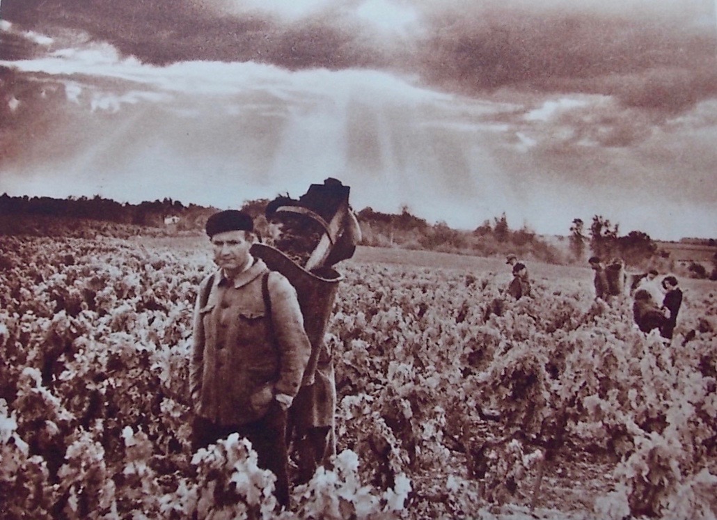 LAFFORGUE (Germain) Le vignoble girondin. Paris, Louis Larmat, 1947. – Image 3