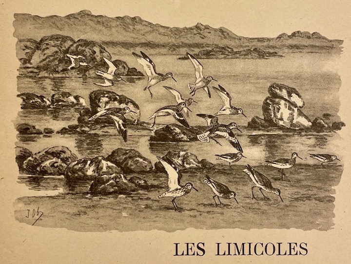 OBERTHUR (Joseph) Bécasse, bécassines et petits échassiers. Paris, Durel Editeur (coll. "Le monde merveilleux des bêtes"), 1948. – Image 3