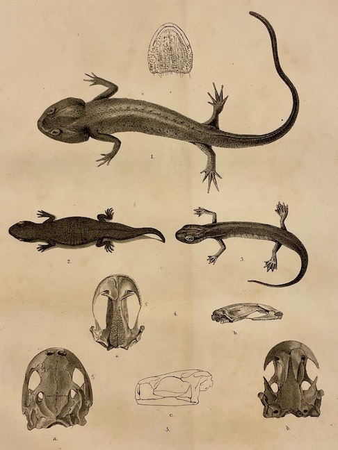 COLLECTIF Mémoires de la Société des Sciences Naturelles de Neuchâtel. Tome II. Neuchâtel, Imprimerie de Petitpierre, 1839. – Image 4