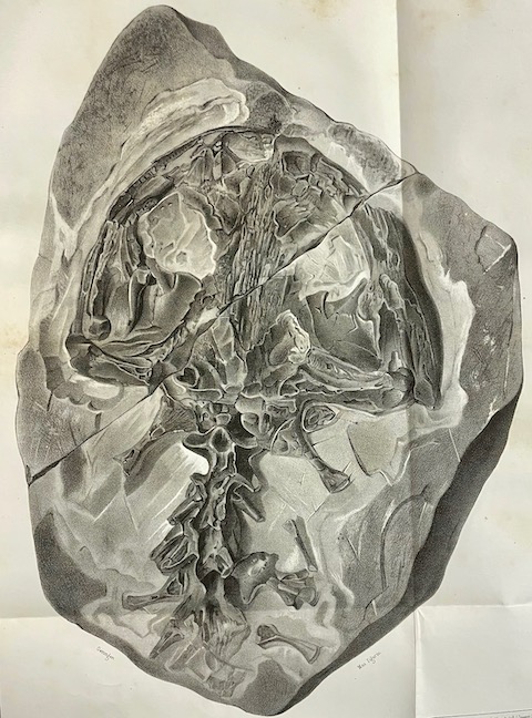 COLLECTIF Mémoires de la Société des Sciences Naturelles de Neuchâtel. Tome II. Neuchâtel, Imprimerie de Petitpierre, 1839. – Image 5