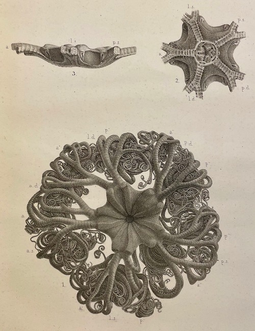 COLLECTIF Mémoires de la Société des Sciences Naturelles de Neuchâtel. Tome II. Neuchâtel, Imprimerie de Petitpierre, 1839. – Image 6