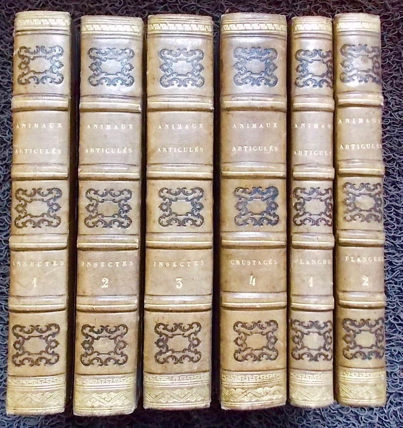 CASTELNAU (F. L.) - BLANCHARD (Emile) - LUCAS (P. H.) Histoire naturelle des animaux articulés: Histoire naturelle des insectes coléoptères (2 volumes) - Histoire naturelle des insectes orthoptères.... (1 volume) - Histoire naturelle des crustacés (1 volumes) + 2 volumes d'atlas. Paris, Duménil, 1840.