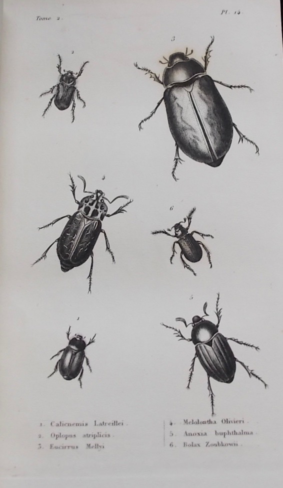CASTELNAU (F. L.) - BLANCHARD (Emile) - LUCAS (P. H.) Histoire naturelle des animaux articulés: Histoire naturelle des insectes coléoptères (2 volumes) - Histoire naturelle des insectes orthoptères.... (1 volume) - Histoire naturelle des crustacés (1 volumes) + 2 volumes d'atlas. Paris, Duménil, 1840. – Image 2