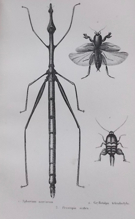 CASTELNAU (F. L.) - BLANCHARD (Emile) - LUCAS (P. H.) Histoire naturelle des animaux articulés: Histoire naturelle des insectes coléoptères (2 volumes) - Histoire naturelle des insectes orthoptères.... (1 volume) - Histoire naturelle des crustacés (1 volumes) + 2 volumes d'atlas. Paris, Duménil, 1840. – Image 3