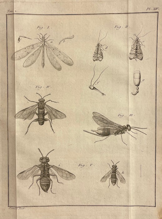 GEOFFROY (Etienne Louis) Histoire abrégée des insectes, dans laquelle ces animaux sont rangés suivant un ordre méthodique. A Paris, chez Durand, 1764. – Image 7
