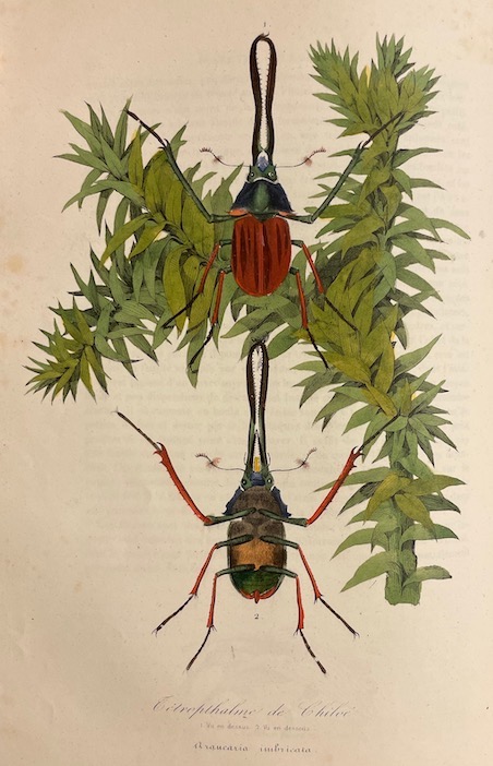 BERNARD (P.) - COUAILHAC (L.) et al. Le jardin des plantes. Paris, Léon Curmer, 1842-1843. – Image 6