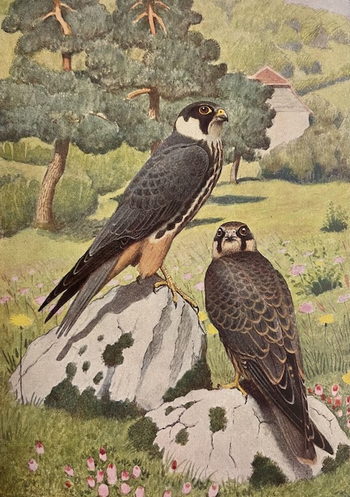 GEROUDET (Paul) Les rapaces. Les Colombins et les Gallinacés. Neuchâtel, Delachaux et Niestlé (coll. "Les beautés de la nature"), 1947. – Image 3