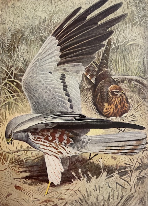 GEROUDET (Paul) Les rapaces. Les Colombins et les Gallinacés. Neuchâtel, Delachaux et Niestlé (coll. "Les beautés de la nature"), 1947. – Image 4