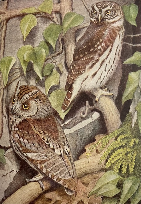 GEROUDET (Paul) Les rapaces. Les Colombins et les Gallinacés. Neuchâtel, Delachaux et Niestlé (coll. "Les beautés de la nature"), 1947. – Image 5