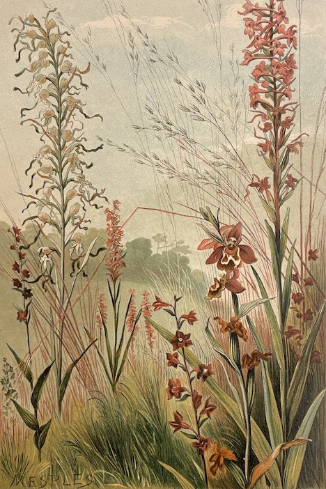 BONNIER (Gaston) Les plantes des champs et des bois. Excursions botaniques. Printemps - Eté - Automne - Hiver. Paris Baillières et Fils, 1887. – Image 4