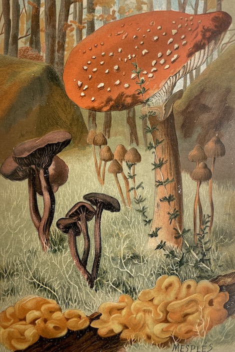 BONNIER (Gaston) Les plantes des champs et des bois. Excursions botaniques. Printemps - Eté - Automne - Hiver. Paris Baillières et Fils, 1887. – Image 5