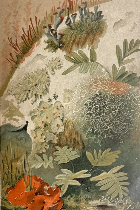 BONNIER (Gaston) Les plantes des champs et des bois. Excursions botaniques. Printemps - Eté - Automne - Hiver. Paris Baillières et Fils, 1887. – Image 6