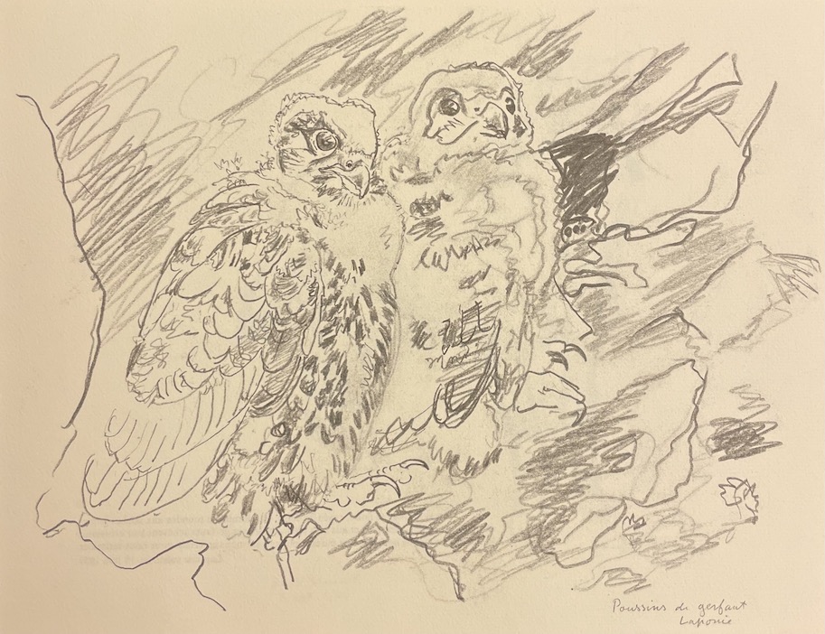 HAINARD (Robert) Croquis de terrain. Lausanne, Payot, 1975. – Image 5