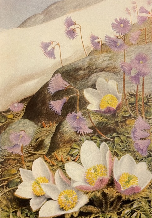 FAVARGER (Claude) & ROBERT (Paul-A.) Flore et végétation des Alpes. I: Etage alpin. Neuchâtel et Paris, Delachaux & Niestlé (coll. "Les beautés de la nature"), 1956. – Image 3