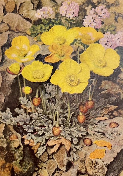 FAVARGER (Claude) & ROBERT (Paul-A.) Flore et végétation des Alpes. I: Etage alpin. Neuchâtel et Paris, Delachaux & Niestlé (coll. "Les beautés de la nature"), 1956. – Image 4