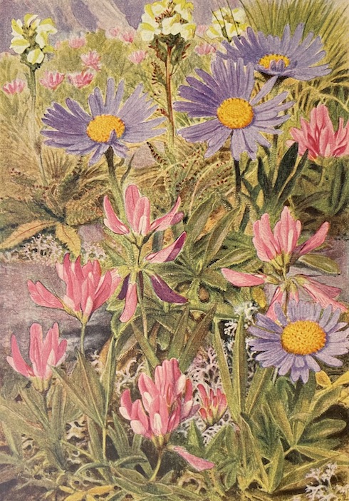 FAVARGER (Claude) & ROBERT (Paul-A.) Flore et végétation des Alpes. I: Etage alpin. Neuchâtel et Paris, Delachaux & Niestlé (coll. "Les beautés de la nature"), 1956. – Image 5
