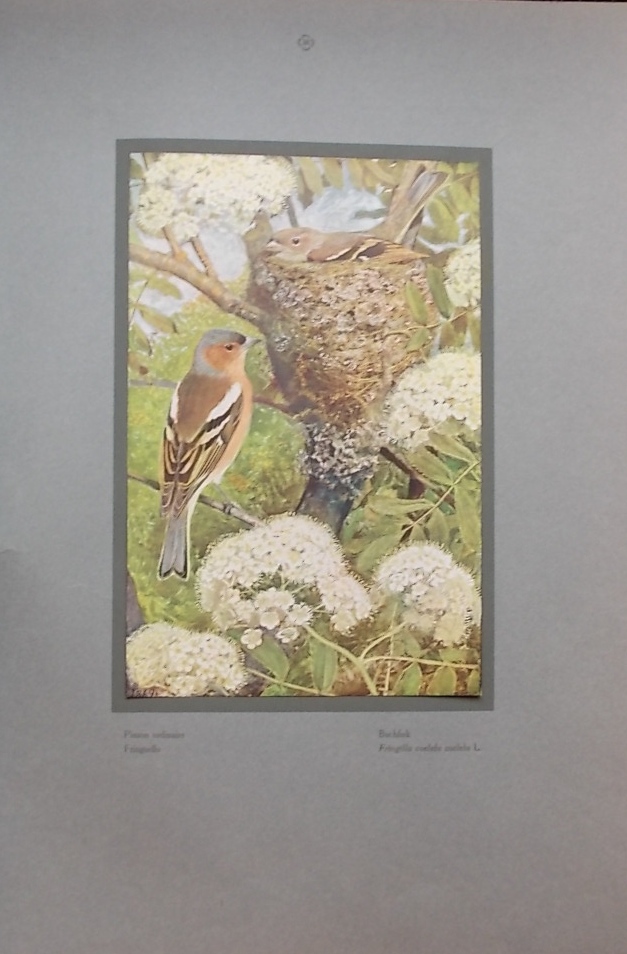 ROBERT (Léo-Paul) Les oiseaux de chez nous. Neuchâtel et Paris, Delachaux & Niestlé, 1933. – Image 3