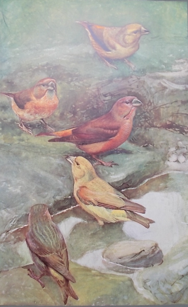 ROBERT (Léo-Paul) Les oiseaux de chez nous. Neuchâtel et Paris, Delachaux & Niestlé, 1933. – Image 4